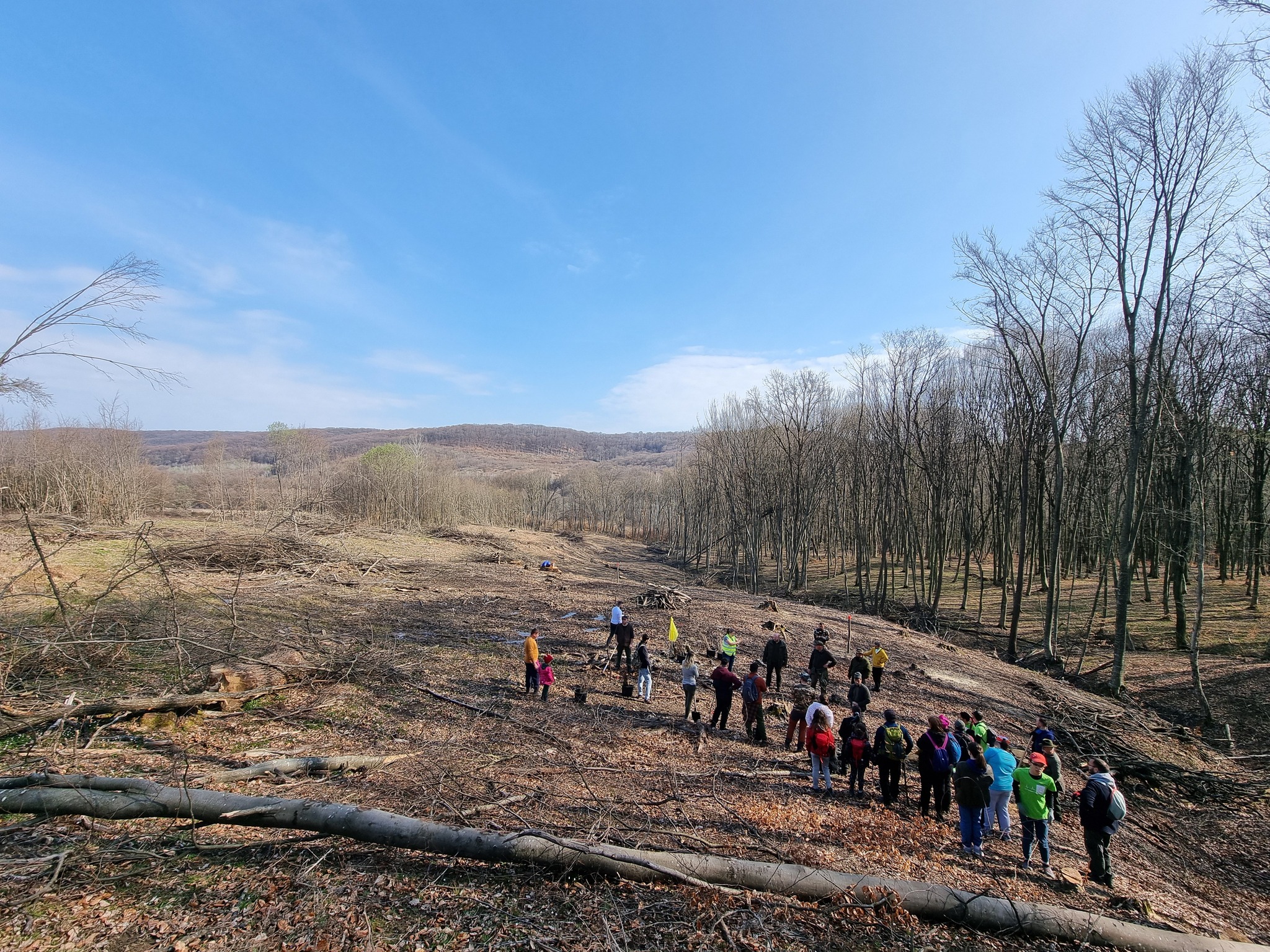 Plantare Hosman Preview 1